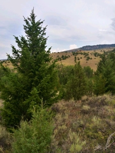 Vacant Land For Sale in Historic District - image 14