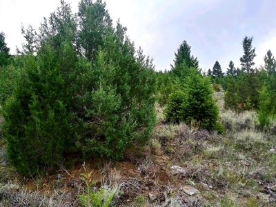Vacant Land For Sale in Historic District - image 5