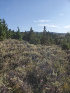 Vacant Land For Sale in Historic District - image 22