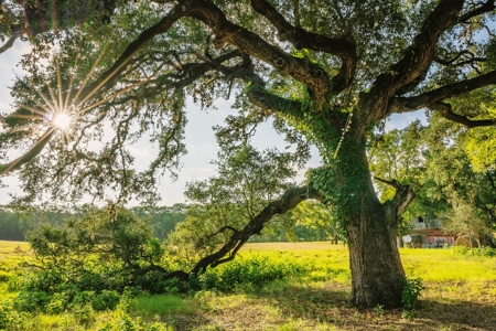 Unrestricted Land For Sale in Sisterdale Texas - image 21