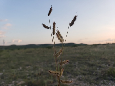 Texas Ranch with minerals and income near Midland, TX - image 6