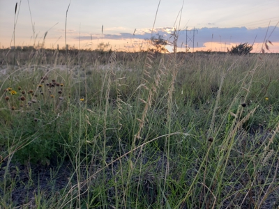 Texas Ranch with minerals and income near Midland, TX - image 9