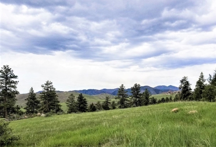 Peaceful Quiet Meadow in Mountain - image 1