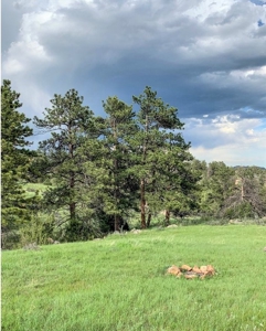 Peaceful Quiet Meadow in Mountain - image 3