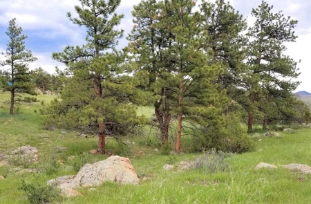 Peaceful Quiet Meadow in Mountain - image 5