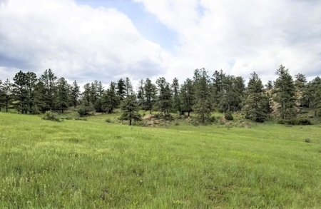 Peaceful Quiet Meadow in Mountain - image 4