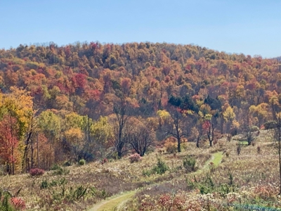 Mountain top retreat in Roscoe, NY - image 3