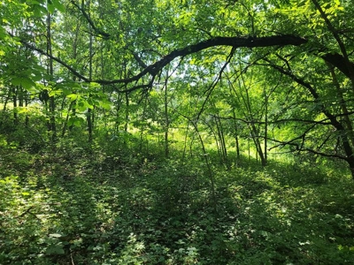 Lake Lot For Sale - image 10