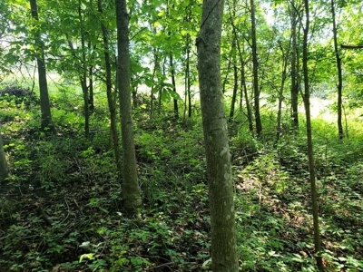 Lake Lot For Sale - image 6