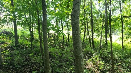 Lake Lot For Sale - image 3