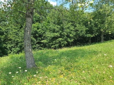 Lake Lot For Sale - image 2