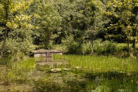 Big Spring And Creek Near Buffalo River In Arkansas - image 29