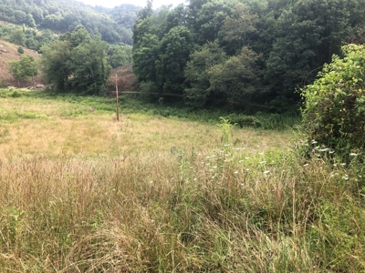 Beautiful Acreage for Sale in Mouth of Wilson VA - image 4