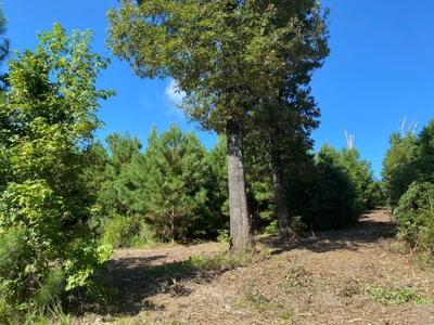 Land for sale in East Texas - image 8