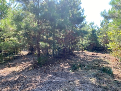 Land for sale in East Texas - image 7