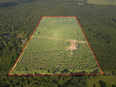 Land for sale in East Texas - image 22