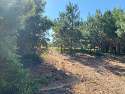 Land for sale in East Texas - image 15