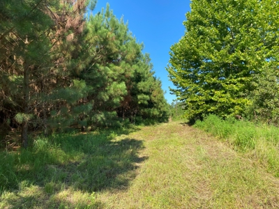 Land for sale in East Texas - image 9