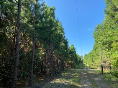 Land for sale in East Texas - image 11