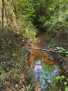 Land for sale in East Texas - image 6