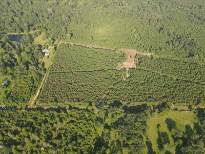 Land for sale in East Texas - image 21