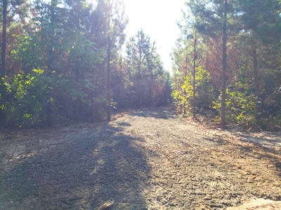 Land for sale in East Texas - image 25