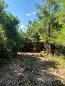 Land for sale in East Texas - image 4