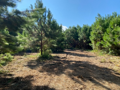 Land for sale in East Texas - image 14