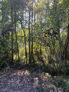 Land for sale in East Texas - image 5