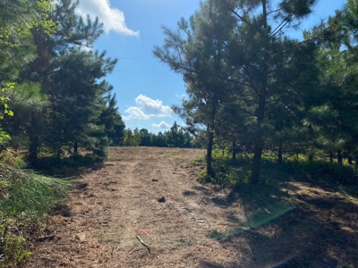 Land for sale in East Texas - image 16