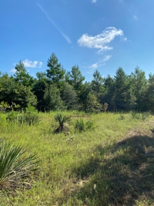 Land for sale in East Texas - image 3