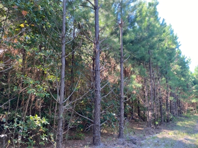 Land for sale in East Texas - image 10