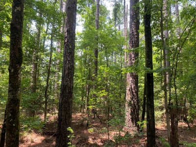 Rural Timberland near Stephens, AR for Sale w/ Pond and Barn - image 4
