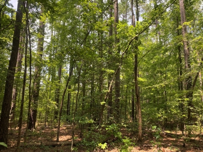 Rural Timberland near Stephens, AR for Sale w/ Pond and Barn - image 5