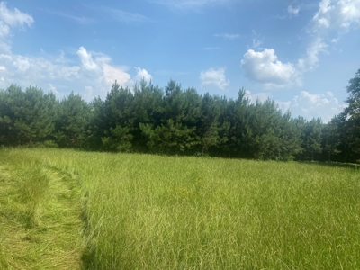 Rural Timberland near Stephens, AR for Sale w/ Pond and Barn - image 8
