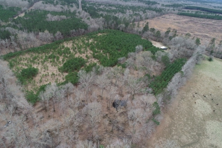 Rural Timberland near Stephens, AR for Sale w/ Pond and Barn - image 17
