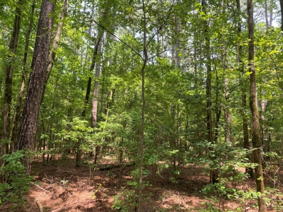 Rural Timberland near Stephens, AR for Sale w/ Pond and Barn - image 11