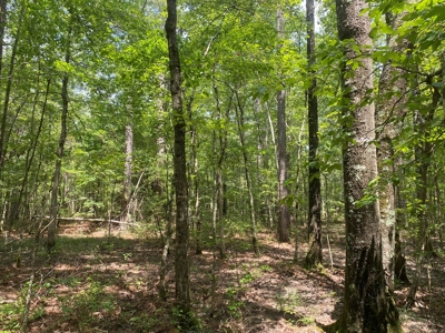 Rural Timberland near Stephens, AR for Sale w/ Pond and Barn - image 6