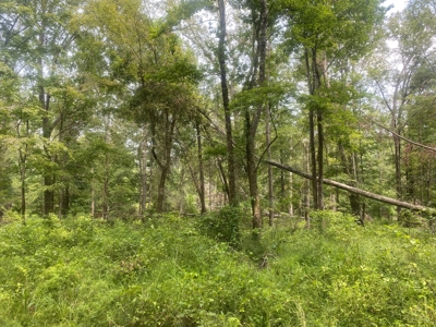 Rural Timberland near Stephens, AR for Sale w/ Pond and Barn - image 7