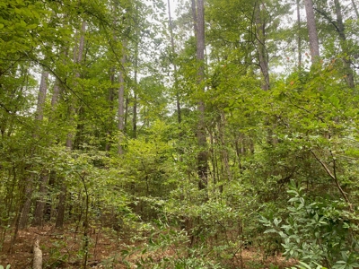 Rural Timberland near Stephens, AR for Sale w/ Pond and Barn - image 10