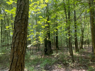 Rural Timberland near Stephens, AR for Sale w/ Pond and Barn - image 12