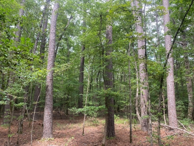Rural Timberland near Stephens, AR for Sale w/ Pond and Barn - image 3