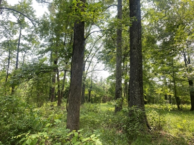 Rural Timberland near Stephens, AR for Sale w/ Pond and Barn - image 13