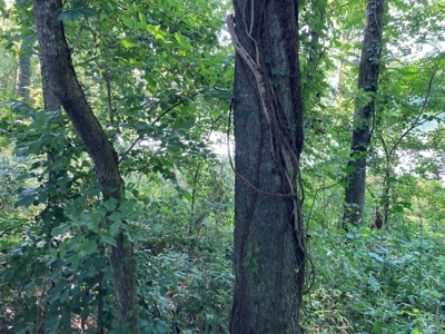 White River Riverfront Lot near Guion, AR For Sale - image 10