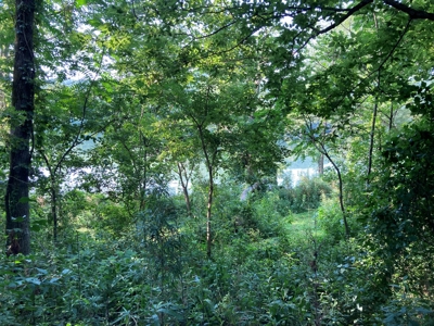 White River Riverfront Lot near Guion, AR For Sale - image 9