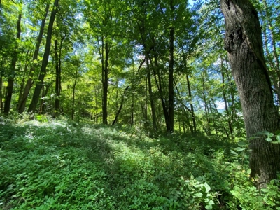 Multi Property Online Only Auction Lone Rock 9-23-21 - image 47