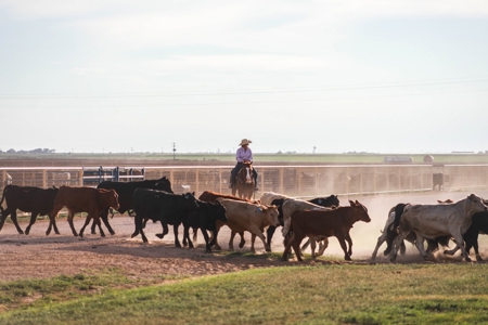 West Texas Equine Training, Breeding, Event Center for Sale - image 43