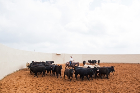 West Texas Equine Training, Breeding, Event Center for Sale - image 10
