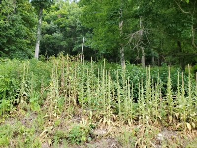 Land for Sale in Abingdon VA - image 2