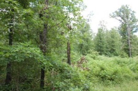 Hunting Property For Sale, West Plains, Missouri Ozarks - image 3
